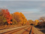 golden hour and golden leaves 